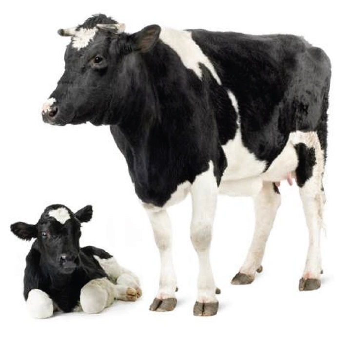 leche de vaca en polvo